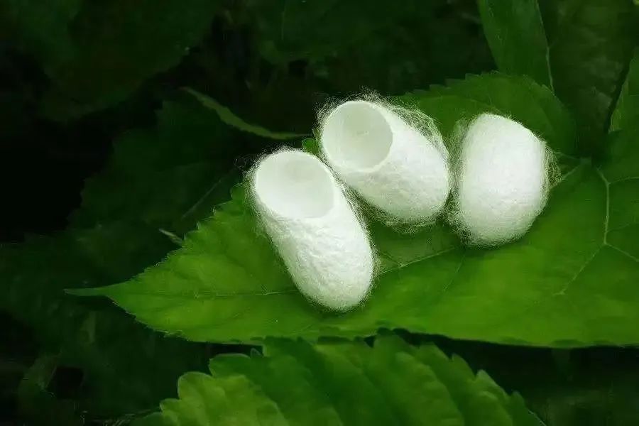 祈蚕节小满节气习俗农业上,有"小满不满,干断田坎""小满不满,芒种不管